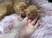 2 beautiful ginger kittens