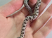 2026 Hognose babies ready to go from £80