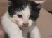 Three black and white kittens