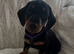 ️REDUCED️4 beautiful miniature dachshund puppies for sale