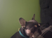 Male French bulldog for sale