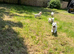 KC registered Golden Retriever Puppies