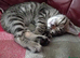 Bengal Kittens: Princess, Hunter & Friend