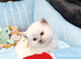6 beautiful ragdolls ready 25/08
