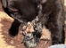 Tica Cinnamon carrier blue cream female