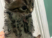 Kittens 8weeks
