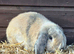 Harlequin lop female