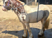 12.3 1st/2nd /lead rein pony Super safe Red and white