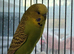 Breeding pair of budgies