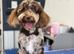 Beautiful Cockapoo Puppies