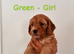 Last female Cockapoo puppy