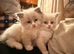 Ragdoll Kittens - 2 males available