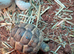 Med spur thigh hatchlings tortoises