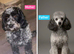 F1B Cockapoo Puppies