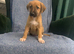 Ready now - Blue Merle Collie X Lurcher puppies