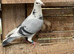 PURE WHITE RACING PIGEON