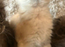 Maine Coon Kittens.