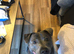 3 year old blue female staff