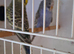 Pair of female budgies