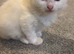 Beautiful kittens o