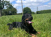 Forever Home Wanted- Gorgeous Rottweiler Girl Luna