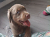 Silver and tan Labrador puppy ready now