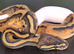 Female Leopard Pied (possible Phantom)