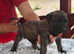 Presa canario pupps