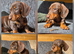 READY NOW Kc registered mini dachshund pups