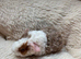 Lovely teddy guinea pigs for sale