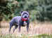 Sire of the WORLD WINNER PUPPY DOG 2024