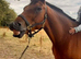 Beautiful ID cross Gelding