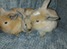 Lop lionhead rabbits for sale