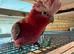 Tame and talking galah cockatoo