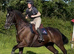 16.1hh Reg Irish Draught Ride & Drive Gelding