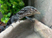 Blue Tree Monitor (Varanus Macraei) at Birmingham Reptiles