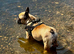 KC Registered French Bulldog female