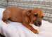 Miniature Jack Russell puppy