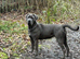 Cane corso female for sale &pound;300 must go asap