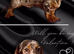 Chocolate and tan dapple miniature dachshund stud