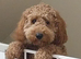 Female cockapoo