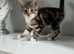 Kitten tabby female