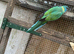 Cloncurry parrakeets