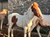 Quality Fillies and Colts for sale!