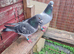 Janssen pigeons