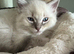 Male ragdoll