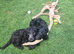 F1B Rare black standard Goldendoodle puppies in North Wales