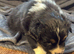 Aussie Blue Merle, Black tri pedigree