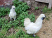 Beautiful Pair of White Silkie Bantams