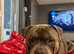 8 ABKC REGISTERED POCKET BULLYS